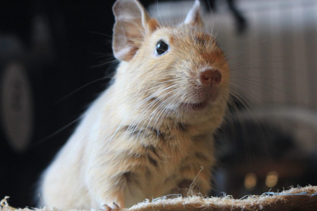 Morphologie et caractéristiques détaillées de l'Octodon degus 3 Gros plan d’un octodon sable portant une marque blanche sur le visage.