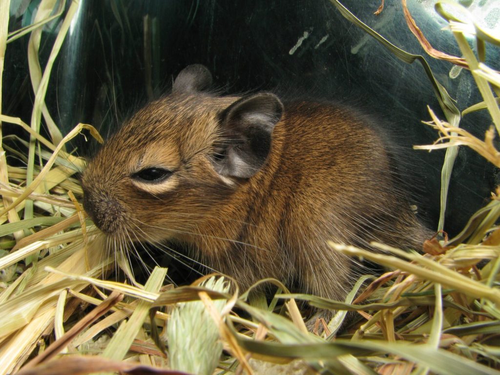 Que faire lorsque mon octodon a mis bas des bébés ? 2 Bébé octodon agouti blotti parmi des brins de foin.