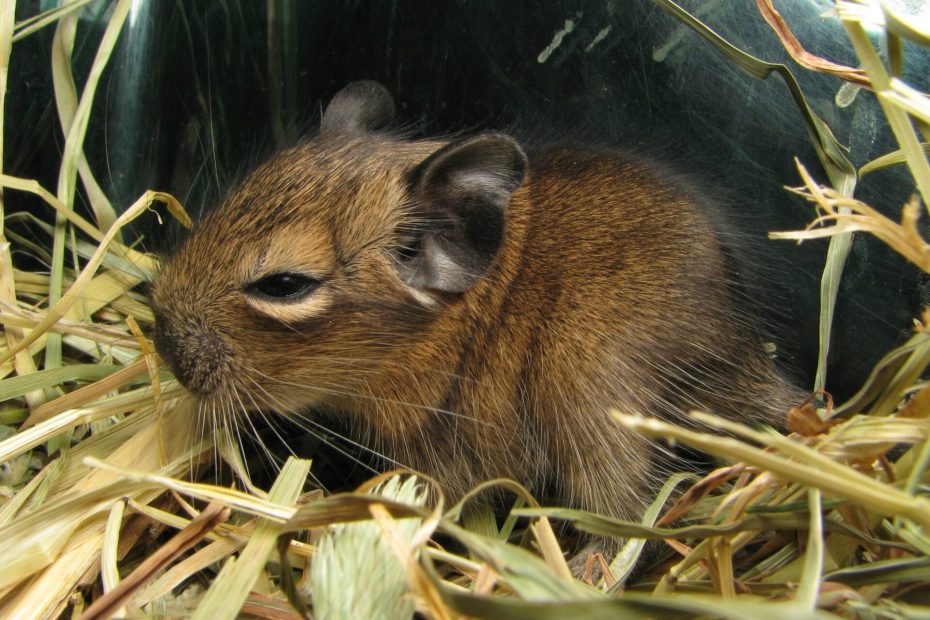 Bébé octodon agouti blotti parmi des brins de foin.