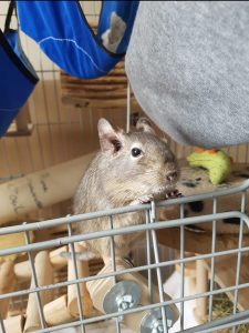 Célestine, un octodon gris, se tient sur les pattes arrière près des barreaux.