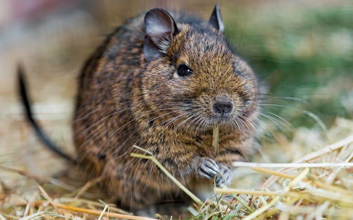 Octodon degus qui mange du foin