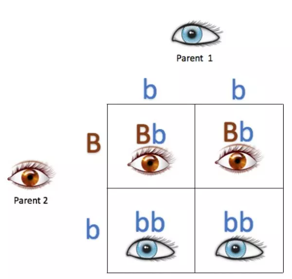 Échiquier de croisement montrant les combinaisons Bb et bb avec des yeux bruns et bleus.