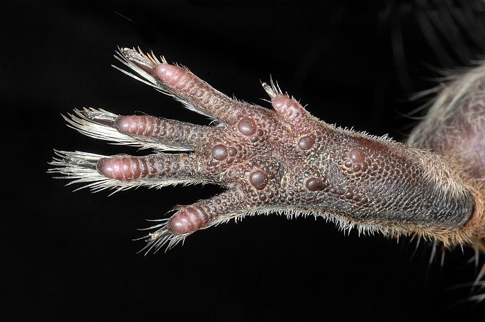 Vue rapprochée des doigts, des griffes et des coussinets d’une patte arrière d’octodon.