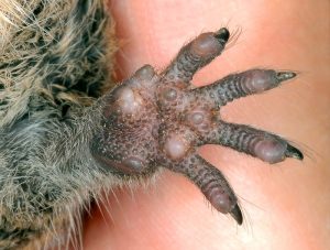 Vue rapprochée de la paume, des doigts et des griffes d’une patte avant d’octodon.