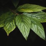 Vue rapprochée de feuilles vertes dentelées sur un rameau.