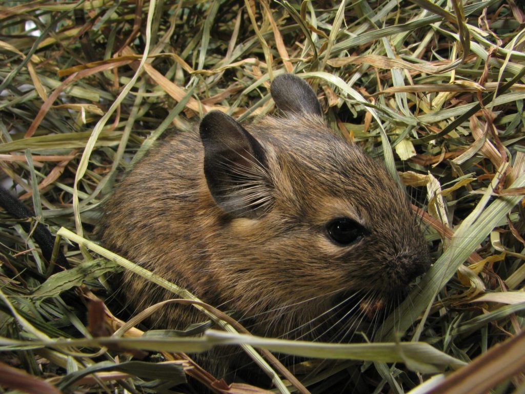Que faire lorsque mon octodon a mis bas des bébés ? 3 Jeune octodon agouti dont la tête dépasse d’un nid de foin.