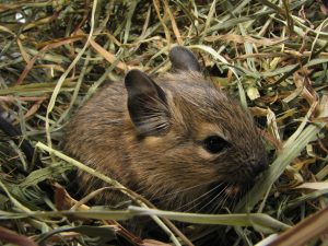 Jeune octodon agouti dont la tête dépasse d’un nid de foin.