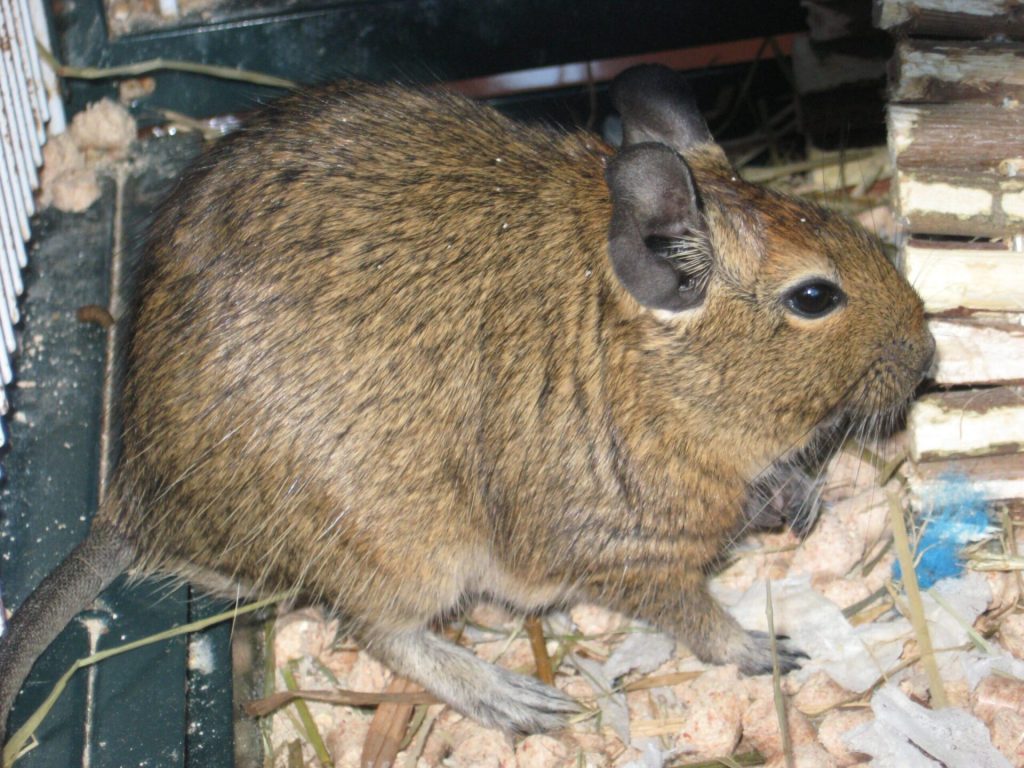 Octodon au pelage agouti, vu de profil sur une branche dans sa cage.