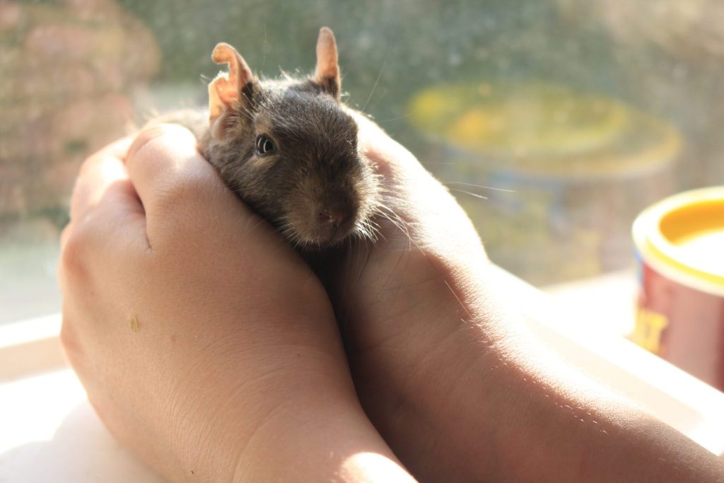 A degu cradled between two hands.