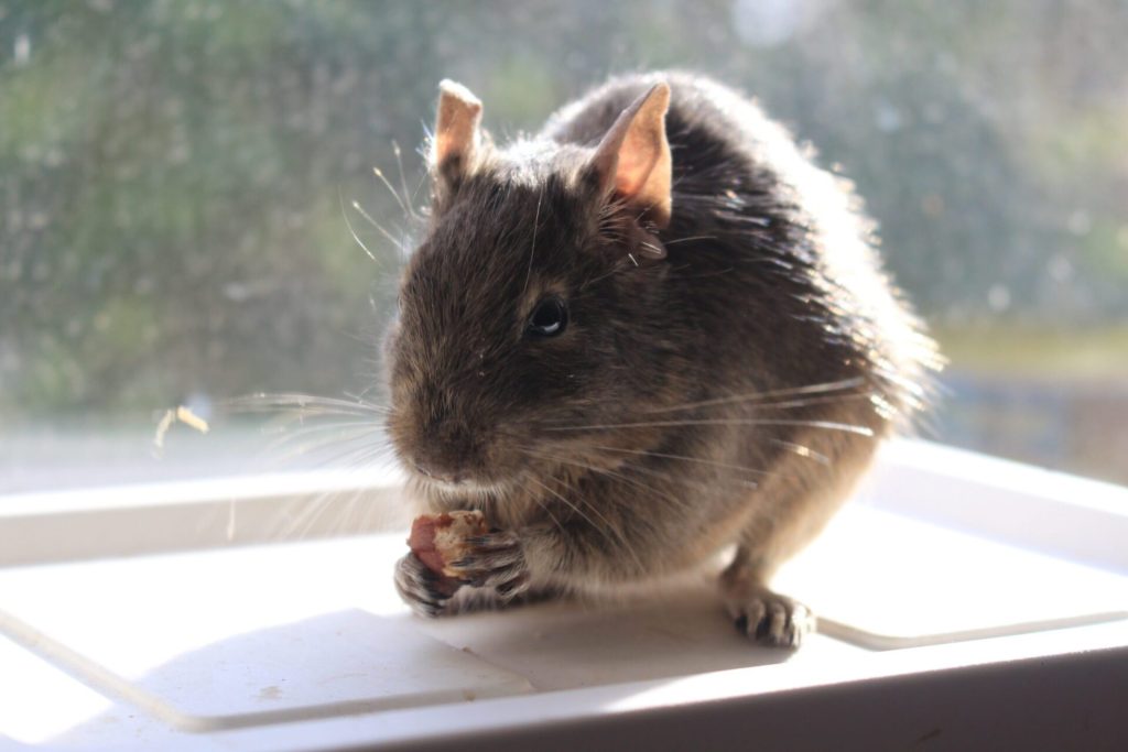 Octodon champagne agouti assis sur un rebord clair.