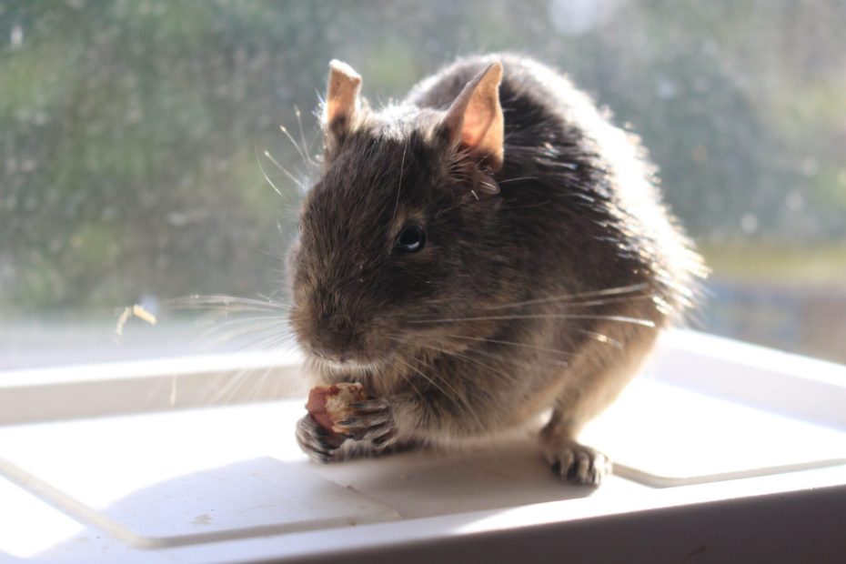 Octodon champagne agouti assis sur un rebord clair.