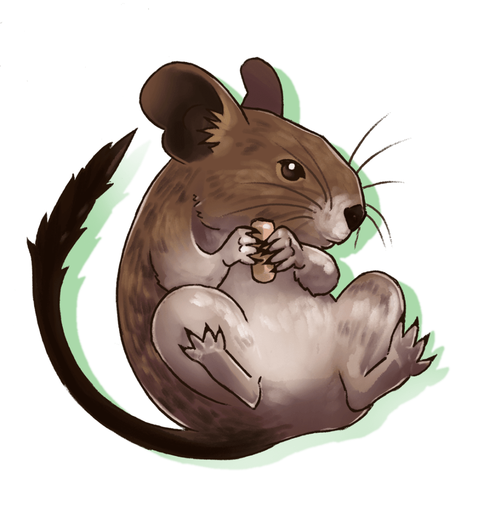 A drawing of a seated degu holding food between its forepaws.