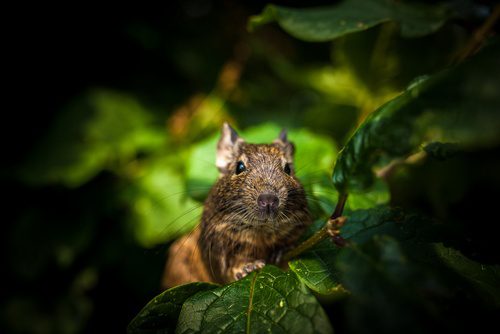 Octodon assis sur une branche entourée de feuilles vertes.
