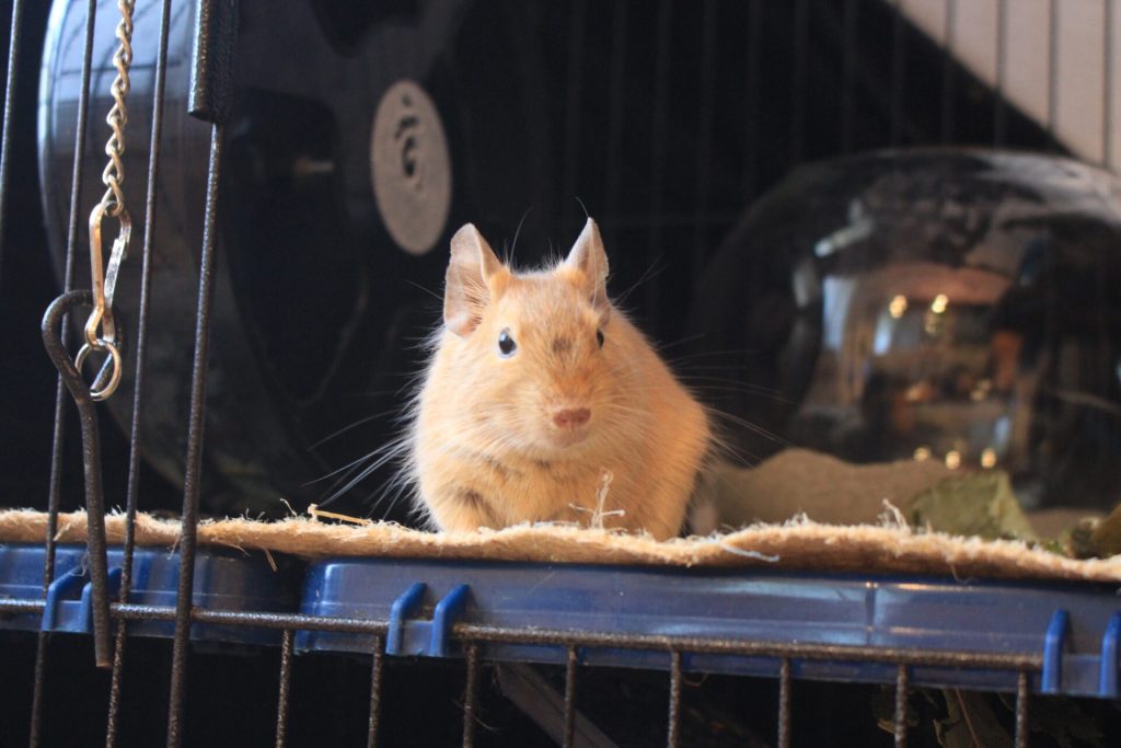 Octodon au pelage sable, photographié de face sur une plateforme de sa cage.