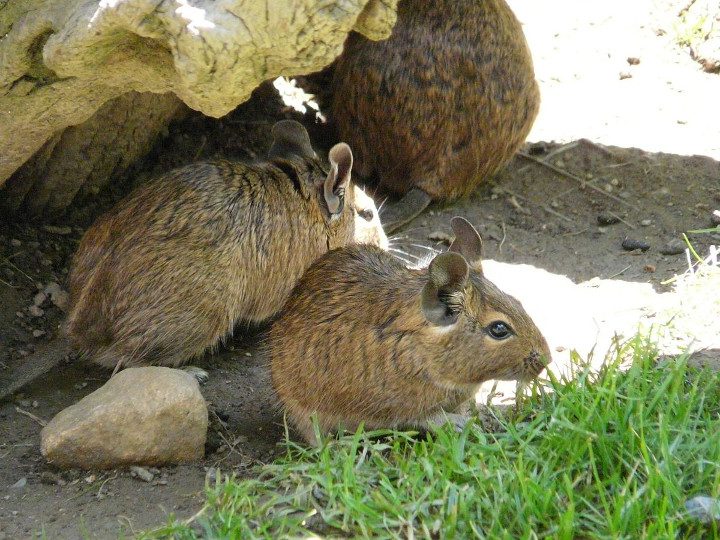 Several degus sheltering beneath rocks beside green grass.