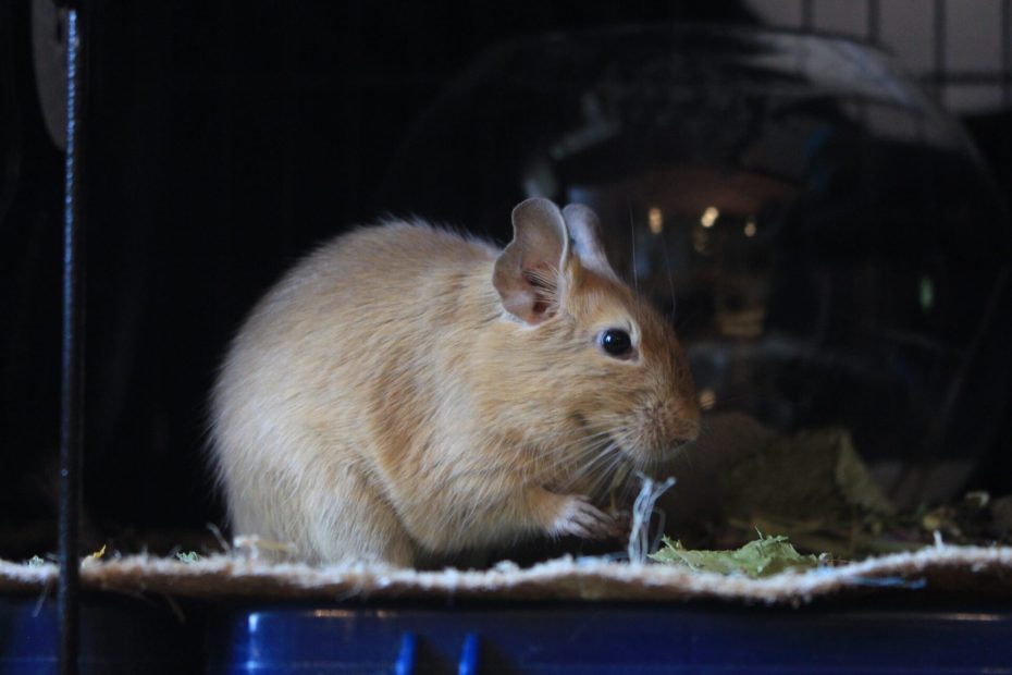 Standard d'élevage de l'octodon degus 2 Octodon au pelage clair, assis de profil sur une plateforme dans sa cage.