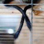 Extrémités de deux queues d’octodons terminées par des toupets de poils sombres.