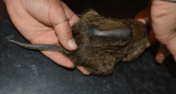 A degu with a strip of fur loss along its back, supported between two hands.