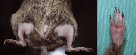 Deux vues cliniques montrant des zones sans poils sur les pattes arrière et une patte rougie.