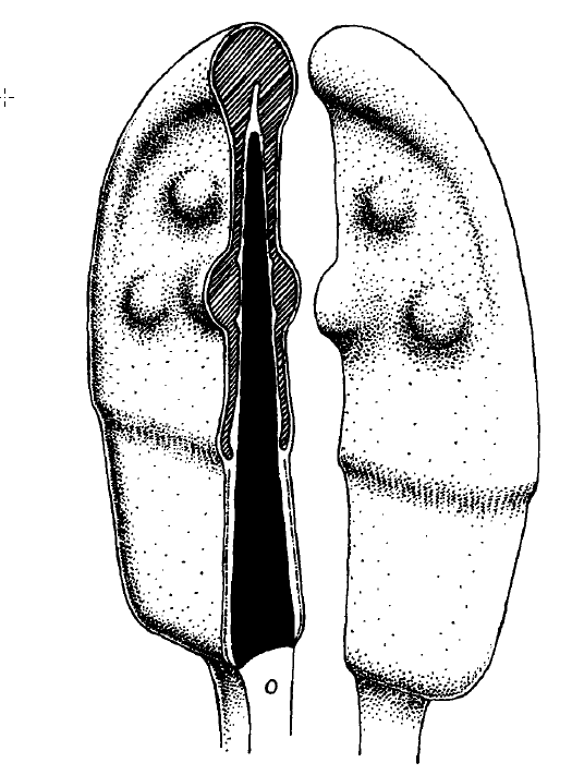 La reproduction chez l'octodon 6 Schéma agrandi de la tête d’un spermatozoïde d’octodon.