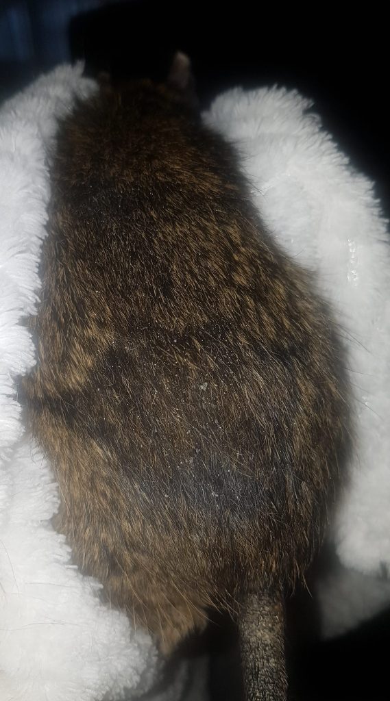 Close-up of brown degu fur between pieces of white fabric.