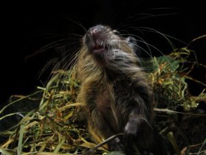 Octodons.fr A propos Je m'appelle Lise, et les animaux ont toujours fait partie de ma vie. Au fil des années, j'ai partagé mon quotidien avec des espèces très variées : phasmes, blattes africaines, reptiles, chats, chiens, lapins, hamsters, rats, cochons d'Inde, et même un cheval. Cette diversité m'a appris tôt que chaque espèce a ses propres besoins, et qu'on ne s'improvise pas propriétaire — quelle que soit la taille de l'animal.