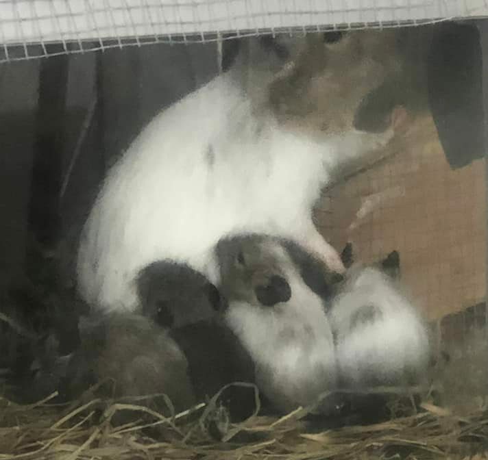 La reproduction chez l'octodon 14 Un rongeur au pelage blanc et sombre allaite des petits blottis contre son ventre.