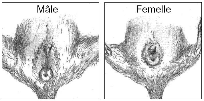 La reproduction chez l'octodon 2 Deux dessins de la région génitale de l’octodon, avec le mâle à gauche et la femelle à droite.