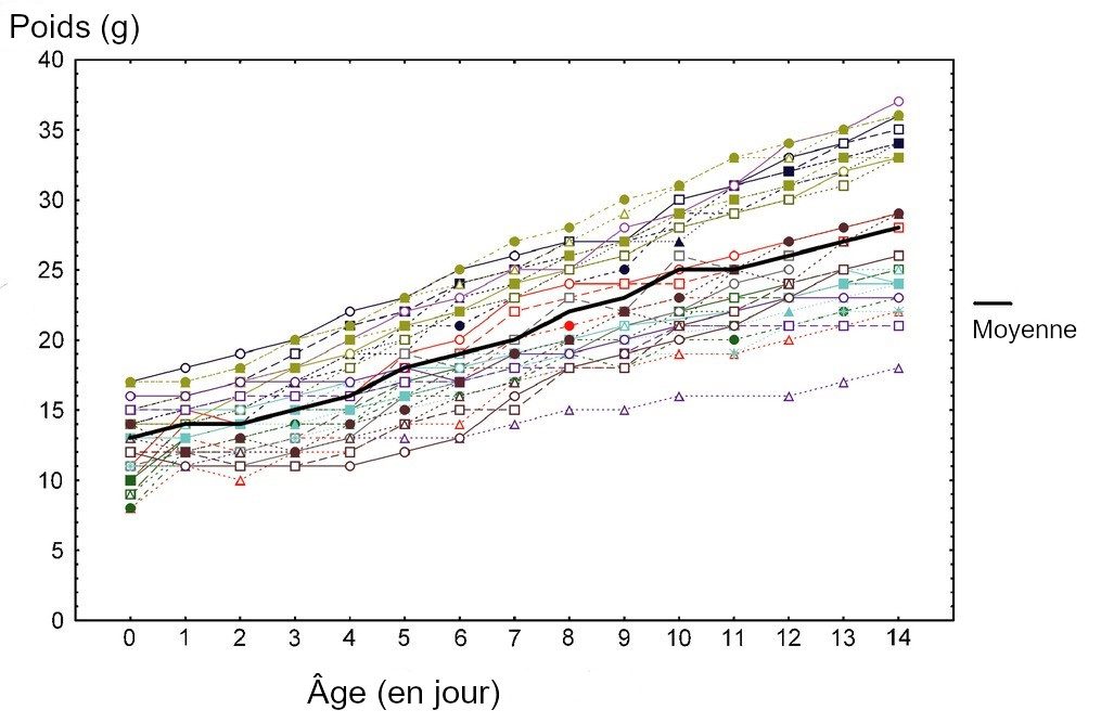 La reproduction chez l'octodon 11 Graphique du poids de jeunes octodons de la naissance au quatorzième jour, avec plusieurs courbes individuelles.