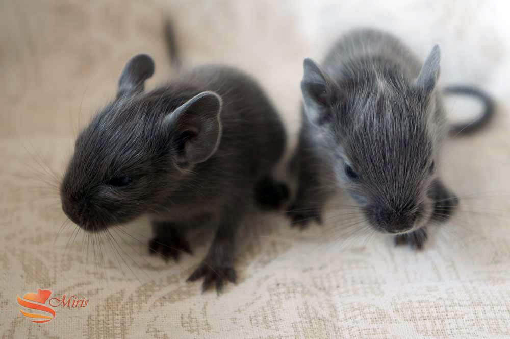 Pathologies des organes reproducteurs 3 Deux jeunes octodons bleus non agouti debout côte à côte.