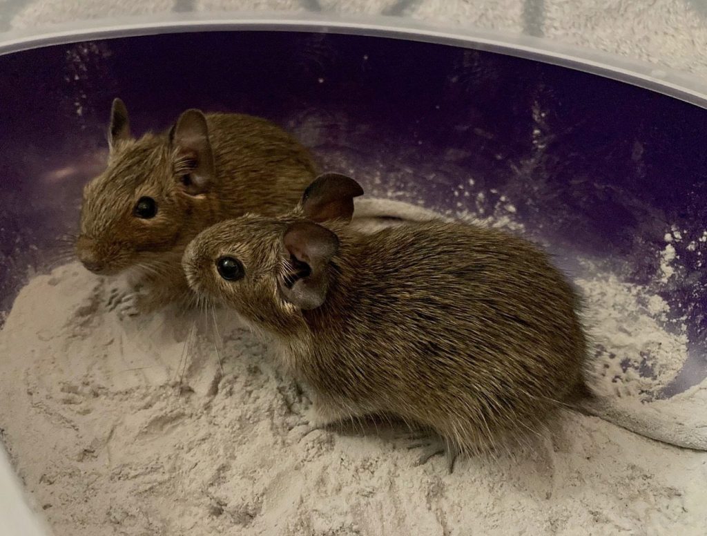 Deux octodons se tiennent dans un bac rempli de sable clair.