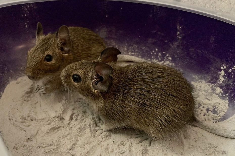 Deux octodons se tiennent dans un bac rempli de sable clair.