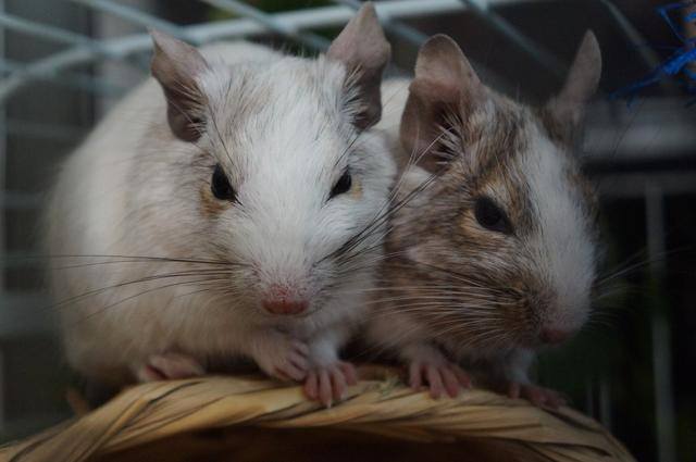 Deux octodons à robe blanche et grise sont blottis côte à côte.