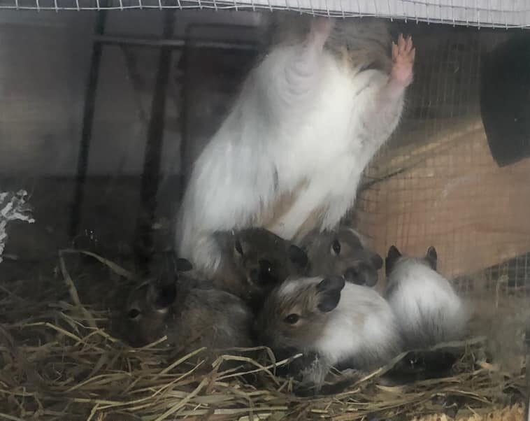 Jeunes octodons regroupés sous leur mère pour téter.
