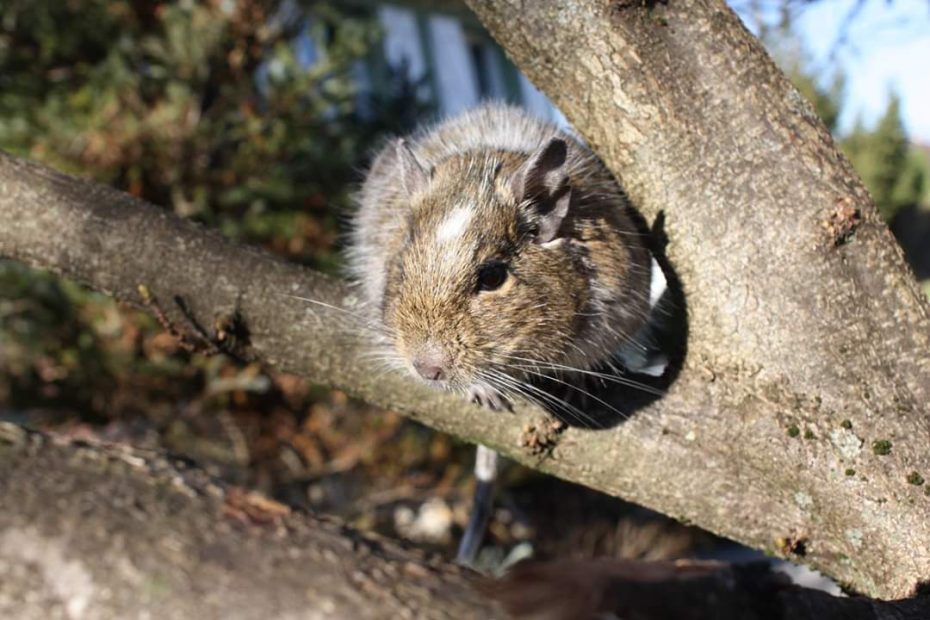 Un octodon passe la tête par l’ouverture d’un abri en bois.