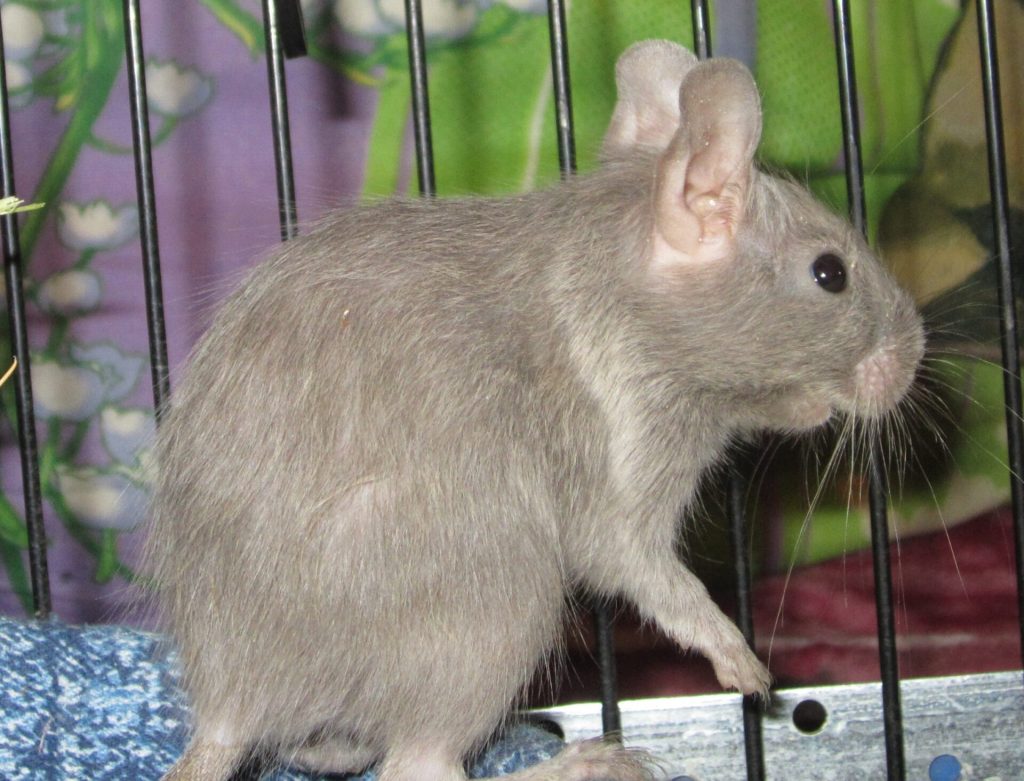 Octodon au pelage gris clair, dressé contre les barreaux de sa cage.