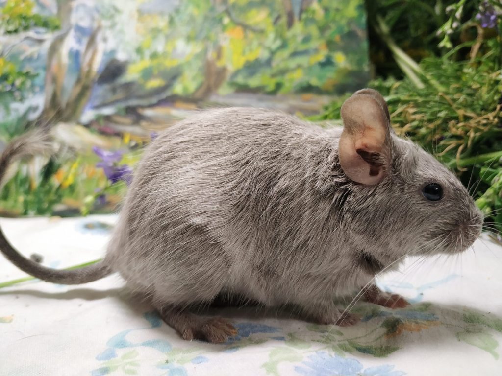 Octodon au pelage gris clair, photographié de profil sur une surface claire.