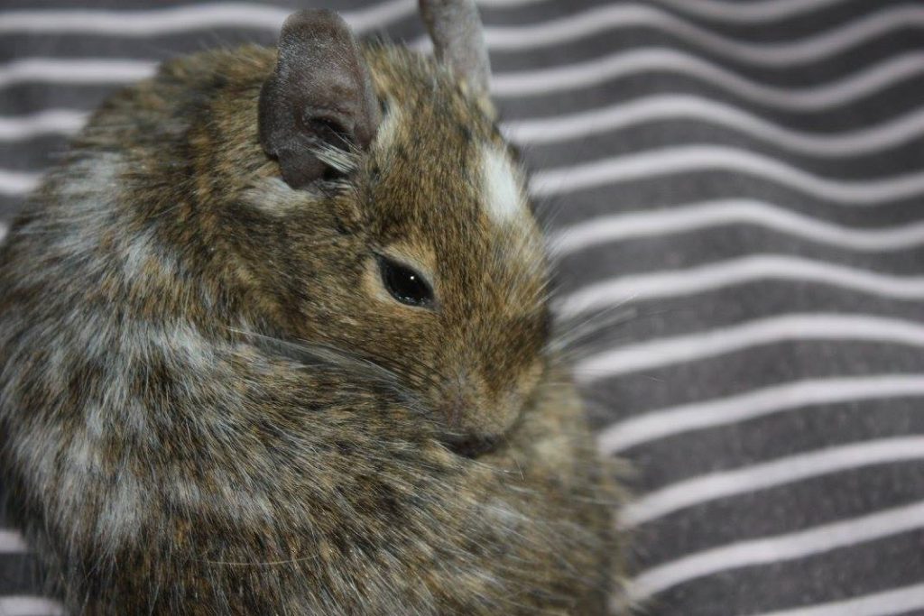 Tête d’un octodon au pelage agouti parsemé de poils blancs.