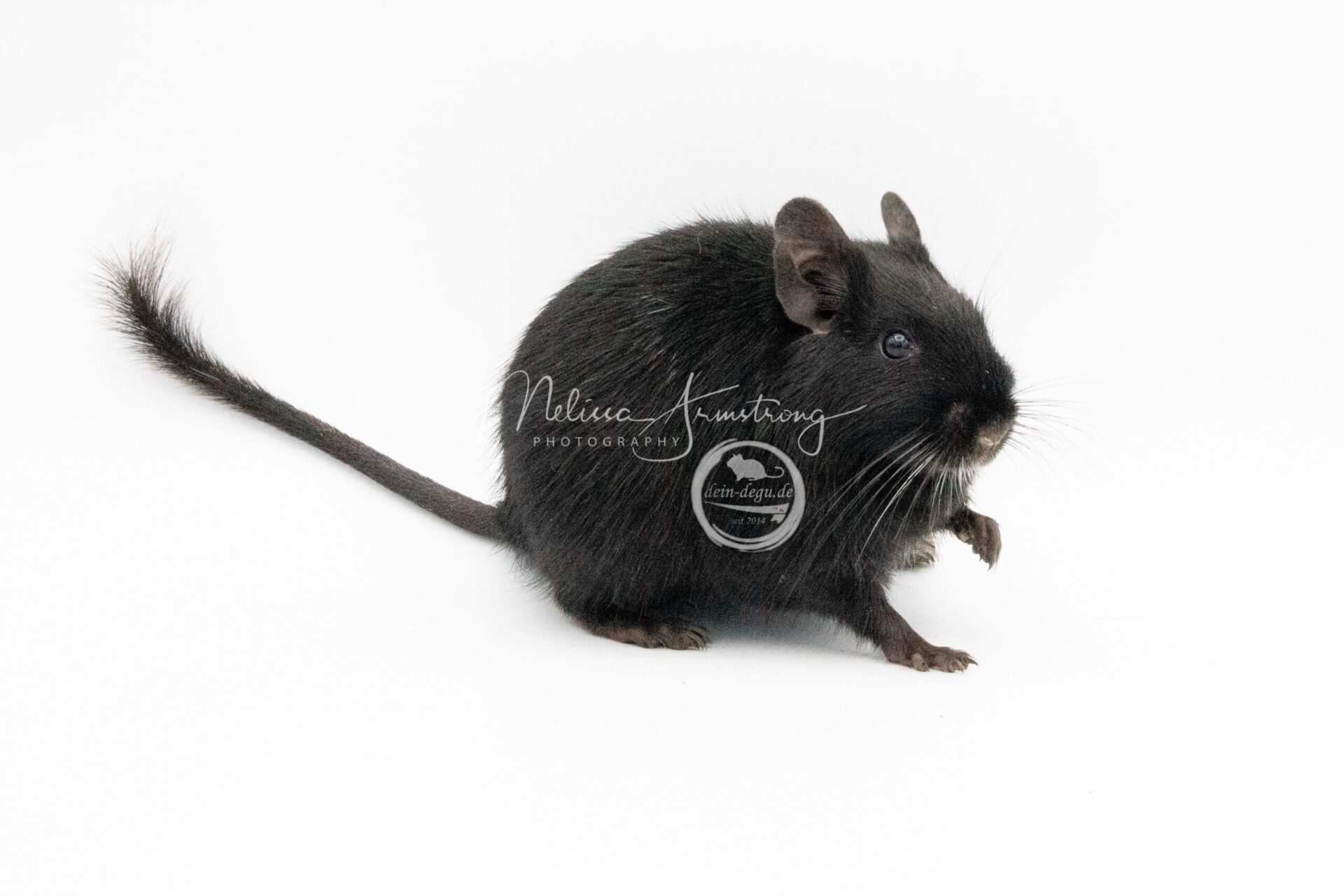 Couleur et robes de l’Octodon degus : variations naturelles et ...