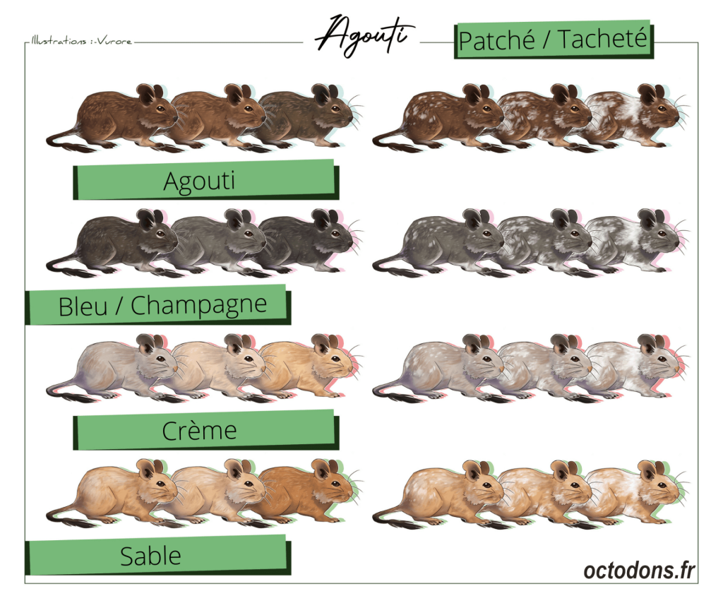 Illustrations comparant les robes agouti, bleu ou champagne, crème et sable, avec leurs variantes tachetées.