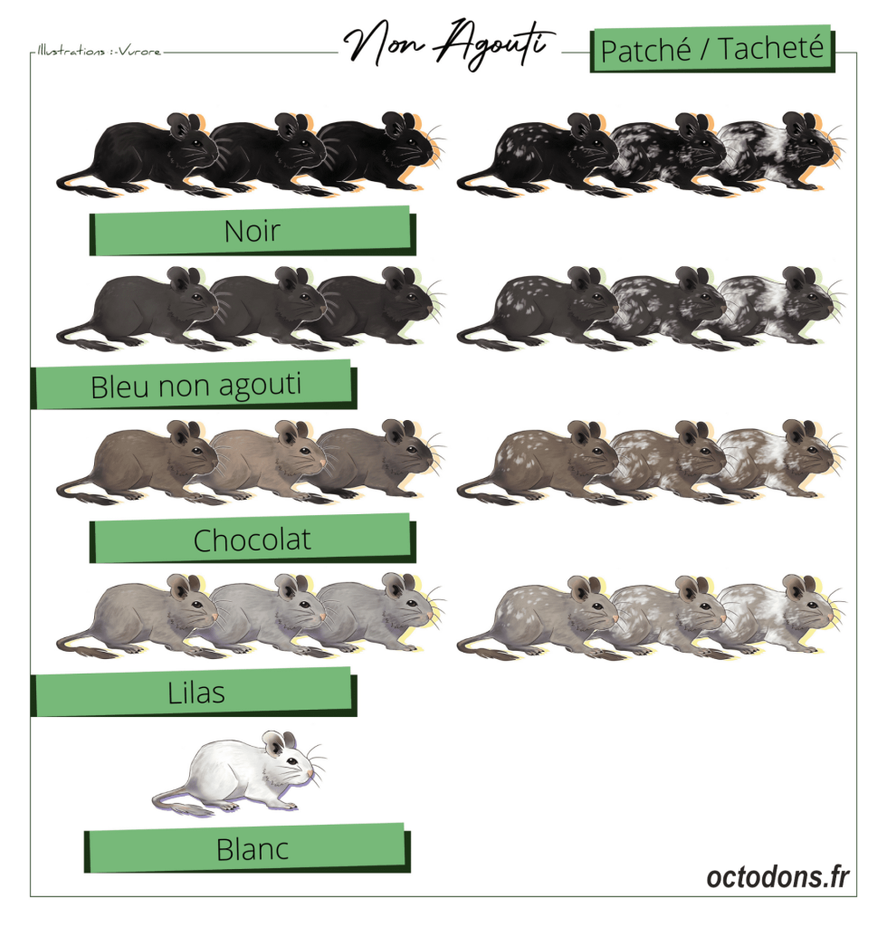 Illustrations comparant les robes noire, bleue, chocolat, lilas et blanche, avec des variantes tachetées.