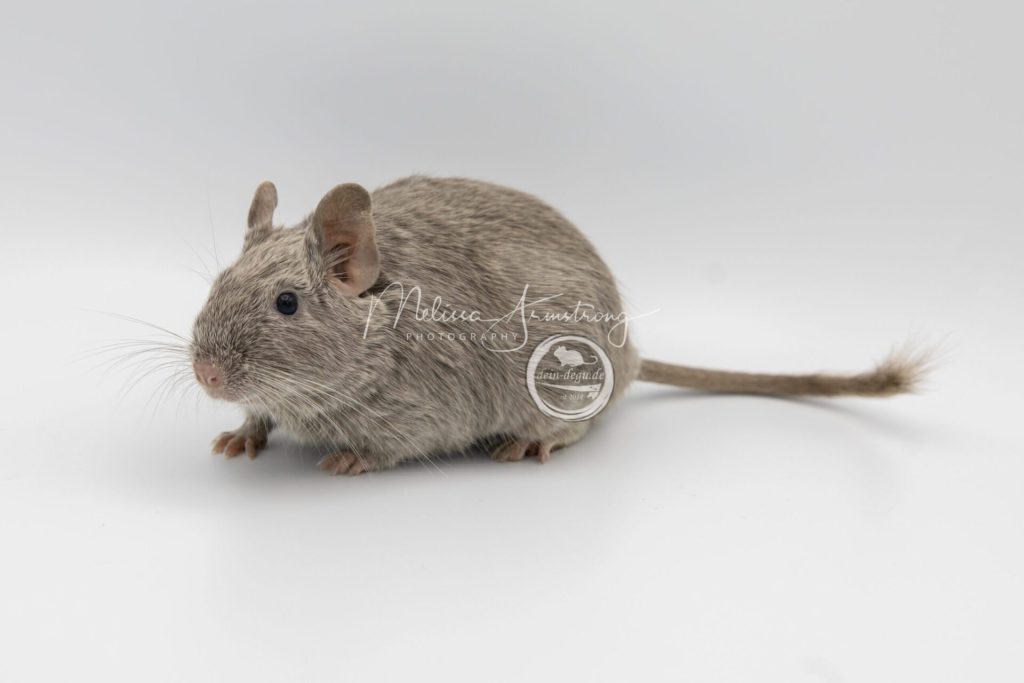 Octodon au pelage gris clair, photographié de côté sur un fond blanc.