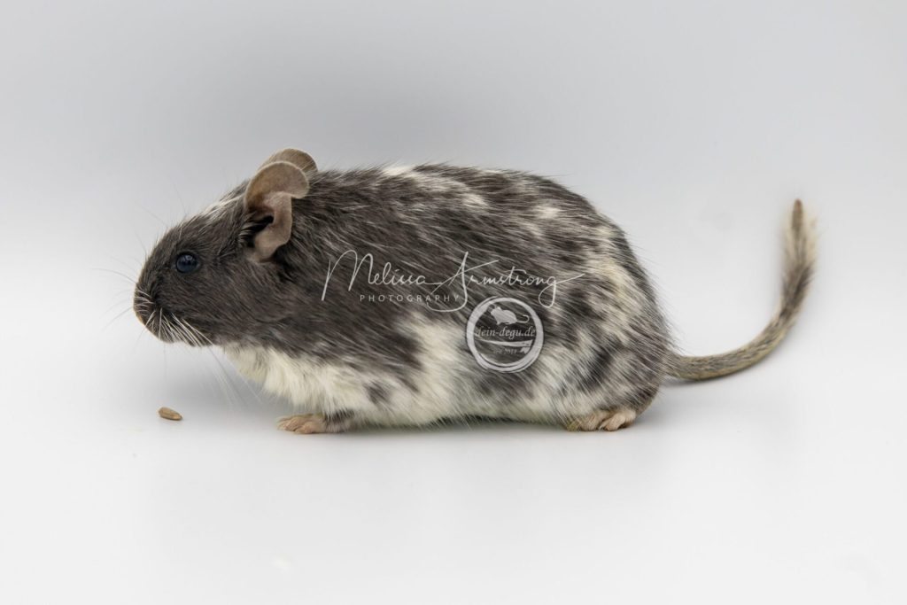 Octodon au pelage sombre et blanc moucheté, photographié de côté sur un fond blanc.
