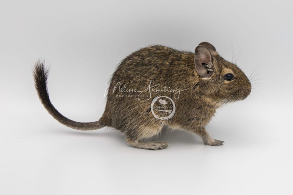 Octodon au pelage agouti photographié de profil sur un fond blanc.