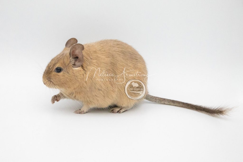 Octodon au pelage sable clair, vu de profil sur un fond blanc.