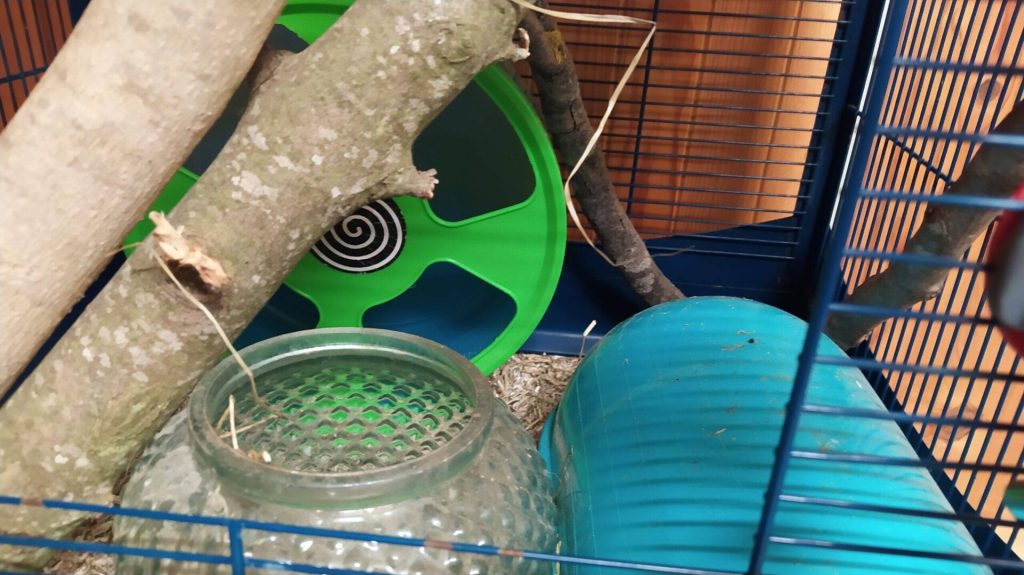 Branches, roue et récipient en verre dans une cage aménagée pour un octodon.