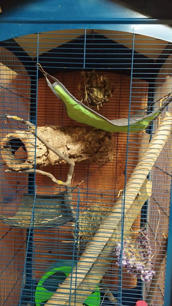 Intérieur d’une cage haute avec des plateformes, un hamac et une branche inclinée.
