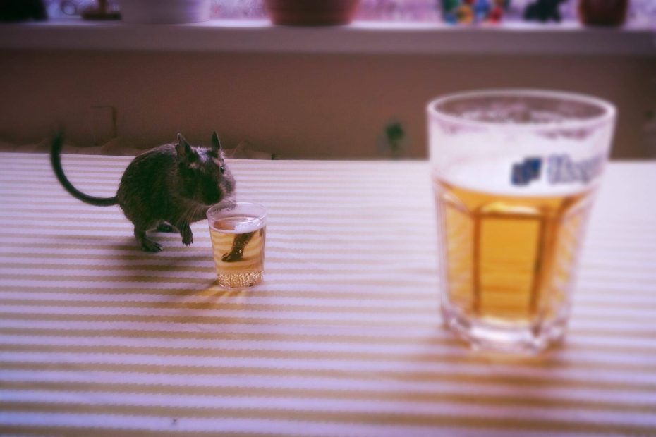 Petit octodon près d’une tasse miniature, avec un verre de bière au premier plan.
