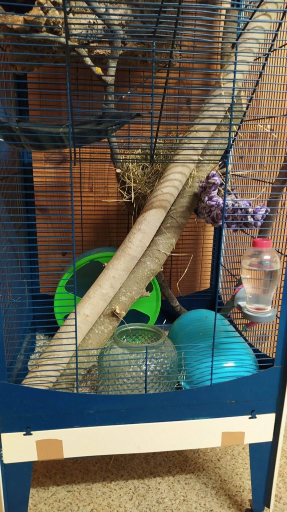 Partie basse d’une cage avec une branche inclinée, une roue verte et un abri bleu.