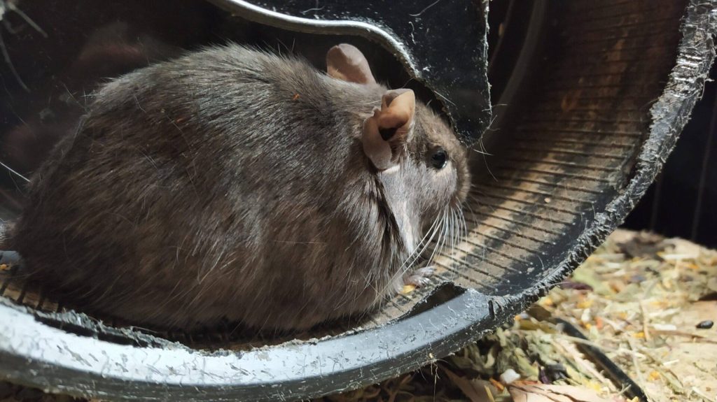 Tempi, un octodon gris, est blotti au fond de sa roue.